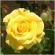yellow_rose_185743_large yellow_rose_185743_large